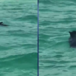 Surprising Black Bear Spotting Amazes Wildlife Officials at Florida Beach