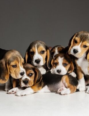 Beagle Puppies