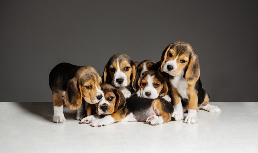 Beagle Puppies