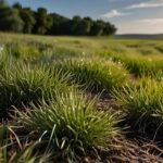 Grass for Texas Climate